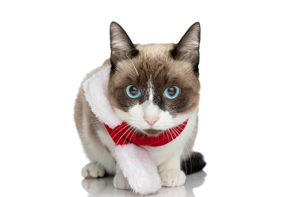 Söt Liten Metis Kitty Bär Jul Halsduk Och Sitter Isolerad — Stockfoto