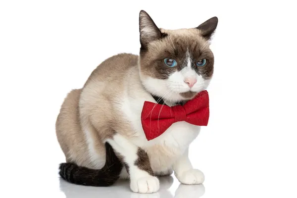 Vista Lateral Elegante Pequeño Gato Metis Con Corbata Roja Mirando — Foto de Stock