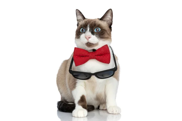 Adorable Elegante Pussycat Usando Rojo Bowtie Gafas Sol Mirando Arriba —  Fotos de Stock