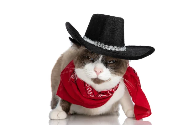 Precious Little Metis Kitty Wearing Cowboy Hat Red Bandana Sitting — Stock Photo, Image