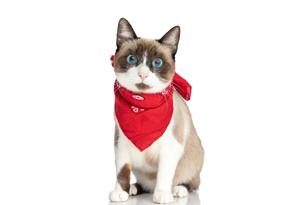 Bonito Pequeno Gato Com Olhos Azuis Vestindo Bandana Vermelha Sentado — Fotografia de Stock