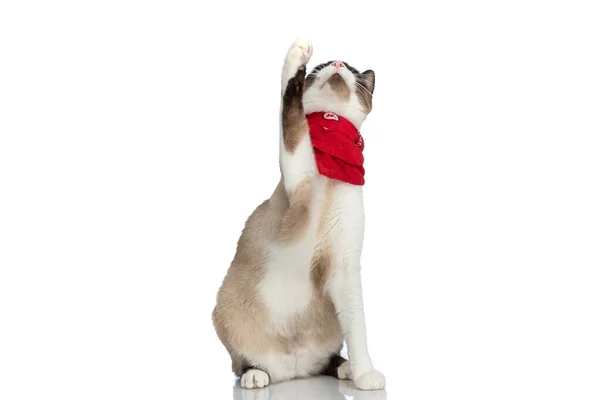 Curioso Pequeno Metis Gato Com Bandana Vermelha Segurando Perna Olhando — Fotografia de Stock