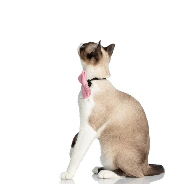 Πλαϊνή Άποψη Της Περίεργης Γάτας Metis Φορώντας Ροζ Παπιγιόν Και — Φωτογραφία Αρχείου