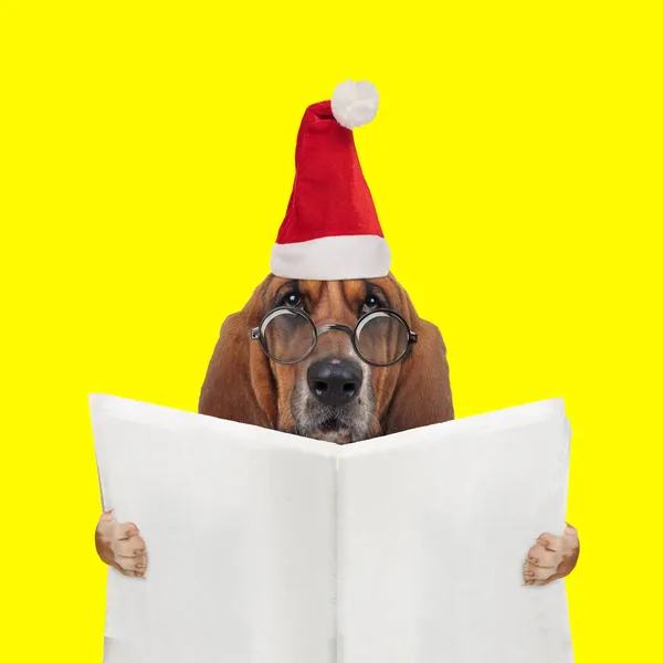 Солодкий Балетний Собака Читає Газету Носить Окуляри Різдвяний Капелюх Жовтому — стокове фото