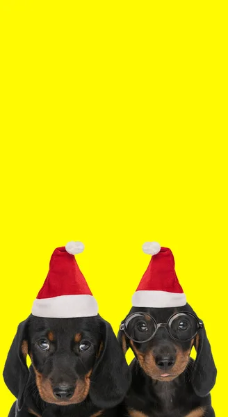 Two Cute Teckel Dogs Wearing Christmas Hats Eyeglasses Sticking Out — Stock Photo, Image