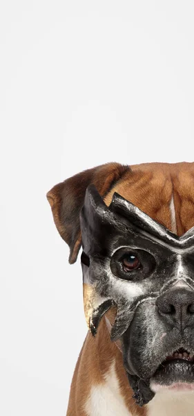 灰色の背景に仮面の後ろに隠れている謎のボクサー犬の肖像画 — ストック写真