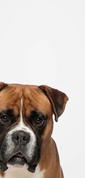 Портрет Милой Боксерской Собаки Показывающей Половину Своего Лица Сером Фоне — стоковое фото