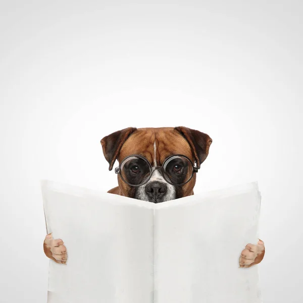 Paisagem Cão Boxer Bonito Lendo Jornal Vestindo Óculos Fundo Cinza — Fotografia de Stock