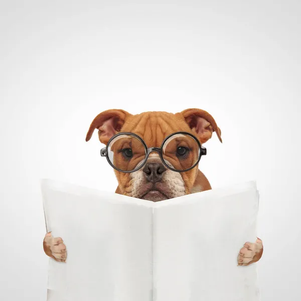 Bonito Inglês Bulldog Cão Vestindo Óculos Lendo Jornal Fundo Cinza — Fotografia de Stock