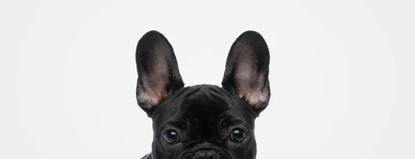 Paisaje Perro Bulldog Francés Dulce Ocultando Cara Cámara Sobre Fondo — Foto de Stock