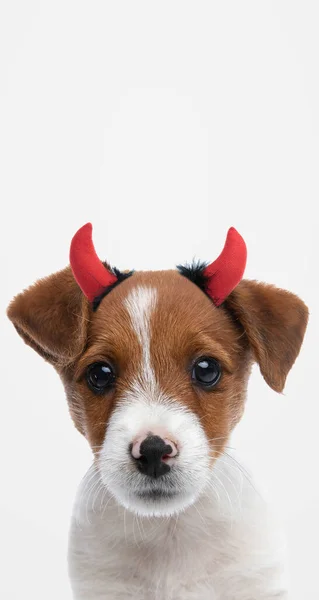 Beyaz Arka Planda Şeytan Boynuzu Takan Sevimli Jack Russell Terrier — Stok fotoğraf
