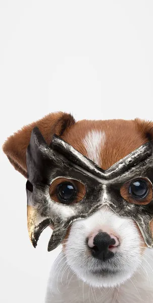 ジャック ラッセルの肖像画灰色のスタジオの背景に仮面の後ろに隠れているテリア犬 — ストック写真