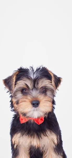 Portrait Cute Yorkshire Terrier Dog Wearing Red Bowtie Looking Camea — Stock Photo, Image