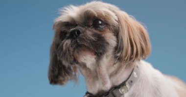 Stüdyoda mavi arka planda dikilirken aç ve burnunu yalayan sevimli Shih Tzu köpeğine yakın dur.
