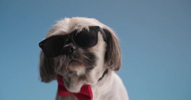 Kırmızı papyon takan, güneş gözlüğü takan ve stüdyoda mavi arka planda duran zarif shih tzu köpeği.
