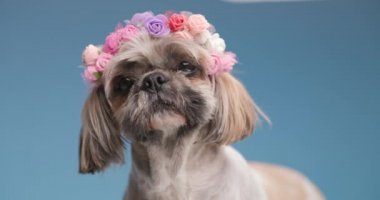 Çiçek takan sevimli küçük shih tzu köpeği stüdyoda mavi arka planda dikiliyor ve yukarı ve yana bakıyor.