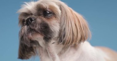 Uykulu küçük shih tzu köpek yavrusuna yaklaşmak, yan yana bakmak, yorgun olmak ve stüdyoda mavi arka planda durmak