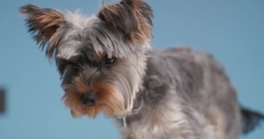 Meraklı Yorkshire Terrier köpeği etrafa bakıyor ve kokluyor, esniyor ve yukarı bakıyor stüdyoda mavi arka planda dururken