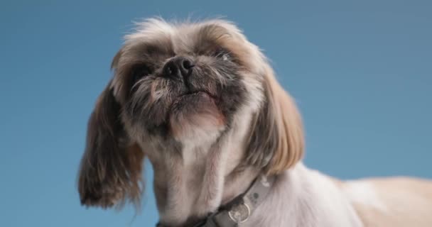 Bájos Kis Shih Tzu Kiskutya Visel Gallér Nyalás Orr Felnéz — Stock videók