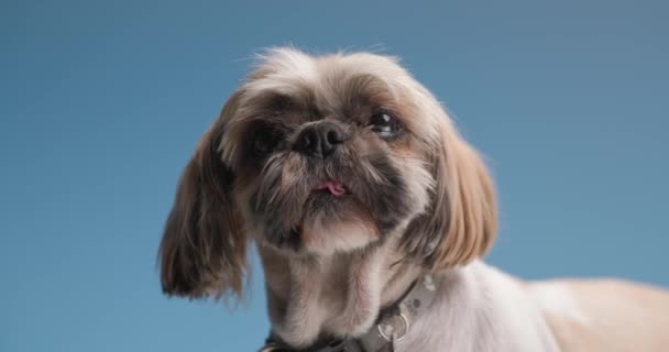 Sladký Malý Shih Tzu Pes Lízání Nosu Vzhlíží Dívá Stranu — Stock video