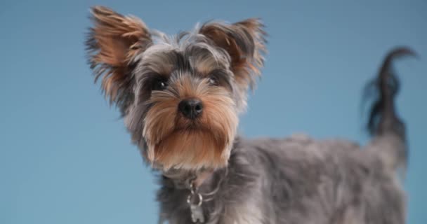 Seitenansicht Des Eifrigen Yorkshire Terrier Welpen Mit Halsband Den Hals — Stockvideo