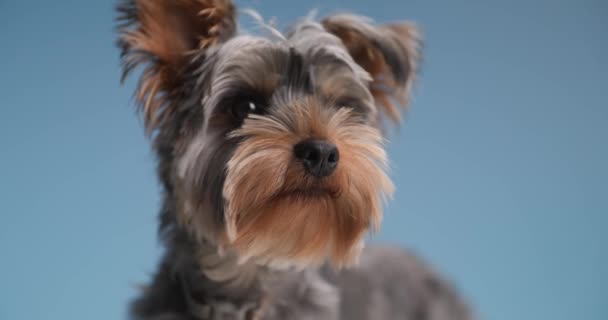 Piękny Yorkshire Terrier Szczeniak Patrząc Dół Boku Wąchanie Ciekawość Niebieskim — Wideo stockowe