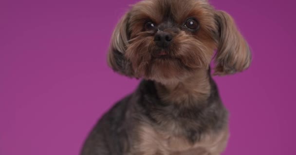 Adorable Yorkshire Terrier Dog Licking His Nose Looking Side Purple — Stock Video