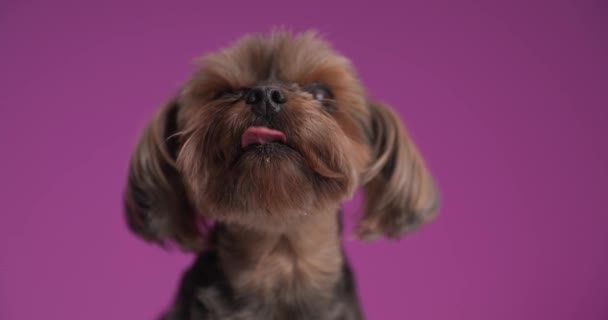 Anjing Terrier Yorkshire Kecil Melihat Atas Menjilati Mulutnya Kemudian Melihat — Stok Video