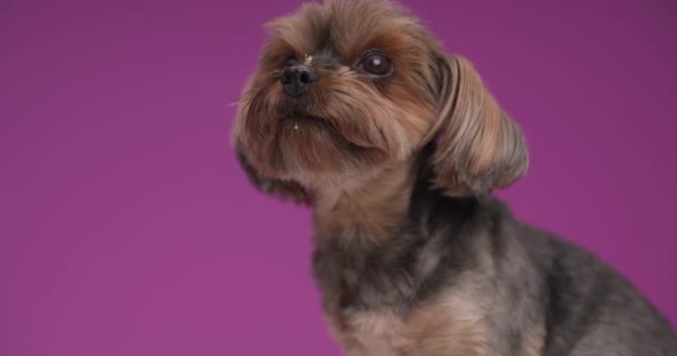 Tatlı Yorkshire Terrier Köpeği Etrafına Bakıyor Mor Arka Planda Burnunu — Stok video