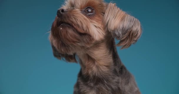 Lindo Yorkshire Terrier Perro Mirando Hacia Arriba Lamiendo Boca Dejando — Vídeos de Stock