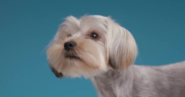 Seitenansicht Eines Entzückenden Yorkshire Terrier Hundes Der Sich Die Nase — Stockvideo