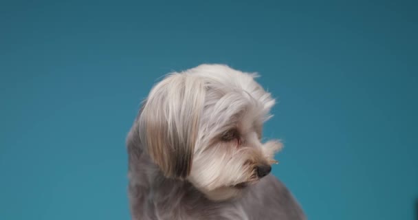Malý Yorkshirský Teriérský Pes Dívá Nad Ním Olizuje Ústa Dívá — Stock video