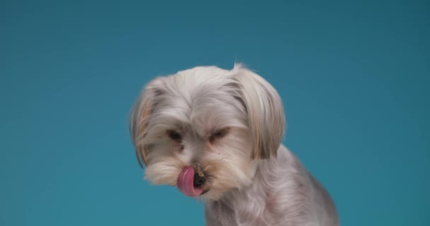 Schattig Zittend Yorkshire Terrier Hond Likken Zijn Mond Zoek Naar — Stockvideo