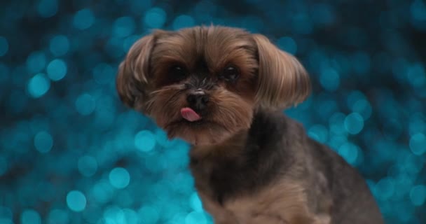 Zijaanzicht Van Een Schattige Yorkshire Terrier Hond Likken Zijn Mond — Stockvideo