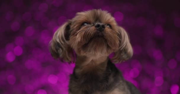 Mic Câine Terrier Yorkshire Lingându Gura Uitându Sus Jos Lateral — Videoclip de stoc
