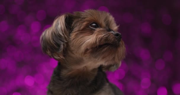 Cute Yorkshire Terrier Dog Looking Side Licking His Mouth Looking — Stock Video