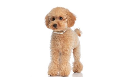 Tasma takan ve beyaz stüdyonun arka planında duran sevimli kaniş köpeği.