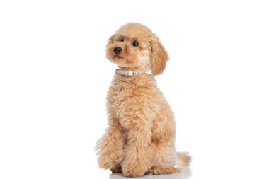 Tatlı kaniş köpeği beyaz arka planda oturuyor ve tasma takıyor. 
