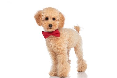 Güzel kaniş köpeği şık poz veriyor, kırmızı papyon takıyor ve çok tatlı görünüyor.