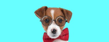 Kırmızı papyon takan ve mavi arka planda gözlük takan tatlı Jack Russell Terrier köpeğinin manzarası.