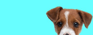 Yüzünü mavi arka planda kameradan saklayan güzel Jack Russell Terrier köpeğinin manzarası.