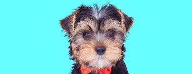 Sevimli Yorkshire Terrier köpeği, mavi arka planda kırmızı papyon takıyor.