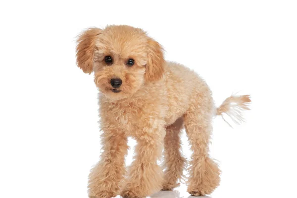 Little Poodle Dog Just Standing Doing Nothing White Studio Background — Stock Photo, Image