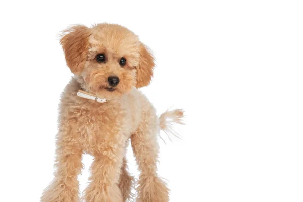 Mały Caniche Pies Wygląda Ciekawie Nosi Smycz Stoi Białym Tle — Zdjęcie stockowe