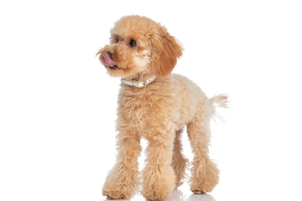 Tatlı Fino Köpeği Ağzını Yalıyor Hevesli Beyaz Arka Planda Duruyor — Stok fotoğraf