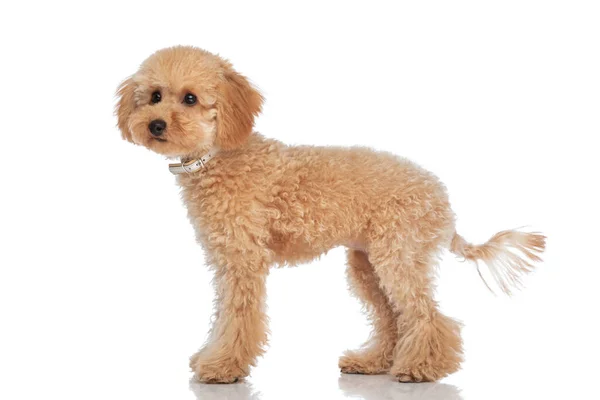Boční Pohled Rozkošný Caniche Pes Dívá Pryč Nosí Límec Krku — Stock fotografie