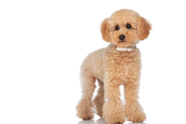 Sweet Caniche Dog Looking Away Wearing Collar Standing White Background — Stock Photo, Image