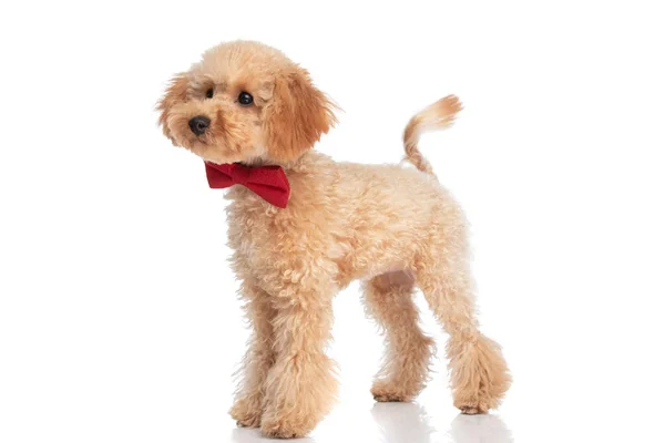 Seitenansicht Eines Schönen Caniche Hundes Der Wegschaut Und Eine Rote — Stockfoto
