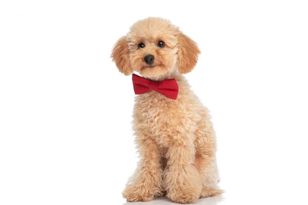 Siedzi Mały Caniche Pies Czerwonej Muszce Uśmiecha Się Kamery Białym — Zdjęcie stockowe