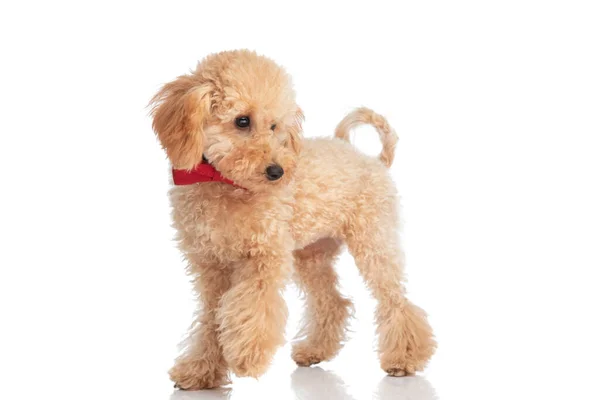 Widok Boku Uroczy Caniche Pies Patrząc Niego Noszenie Czerwonej Muszki — Zdjęcie stockowe